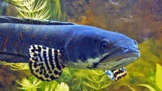 Channa pulchra  the pretty peacock snakehead [upl. by Eseela]