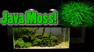 How To Grow Aquarium Moss amp Liverwort Java Moss part 3 [upl. by Lemhaj]