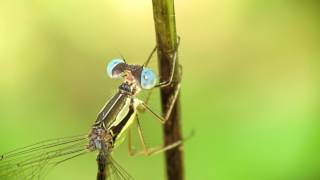 How to Capture Close Up Macro Dragonfly Photographs Raynox DCR150 Macro Lens [upl. by Anerahs783]