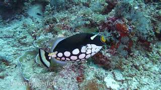 Borneo 2024  Dive 7  Sipadan island  Barracuda point [upl. by Einnig]