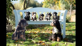 Who will take these labradoodle puppies home  Shadow Burst Ep 06 [upl. by Anitnatsnoc654]