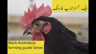 Black Australorp Chicken Farming Guide Series  Best Egg Layers  Desi Chicken ki Farming [upl. by Terraj638]