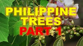 Philippine Trees [upl. by Jabon]