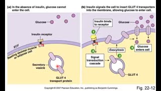 Anaerobic Glycolysis [upl. by Hiroshi]