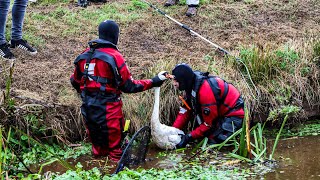 Brandweer 40 minuten bezig met gewonde zwaan [upl. by Eldred]