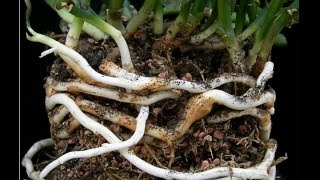 Rhizomes Definition amp Examples  What is a Rhizome  Plant Anatomy [upl. by Misa]