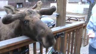 Feeding and Petting a Bull Moose [upl. by Nosraep9]