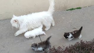 Mother Cat Walking With Her Kittens And Hitting Them To Go Inside  White Cat Protecting Her Kittens [upl. by Sinnard]