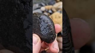 Peronoceras ammonite fossil find on the Yorkshire Jurassic coast fossilhunting [upl. by Ayoted]