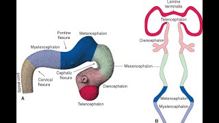 Flexures of the Brain vesicles  Pontine flexure Mesencephalic flexure Cervical flexure [upl. by Ynohtnaed]