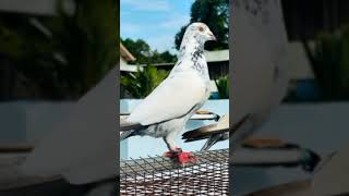 High Flay Madras Pigeon pigeon kabutor kobutar viralvideo [upl. by Macfadyn]