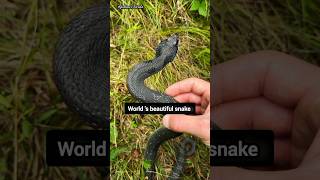 Amazing hognose snake  shorts snake [upl. by Amsirp426]