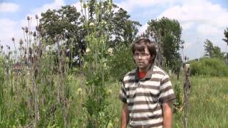 Common Teasel identification of the Wisconsin Invasive Species Dipsacus fullonum [upl. by Neraa340]