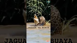 Kucing besar jaguar vs buaya jaguar buaya [upl. by Lerred]