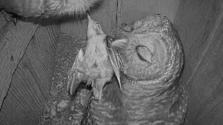 Whitebreasted Nuthatch Prey Makes A Midnight Meal At Barred Owl Nest – March 11 2024 [upl. by Nnylkcaj703]