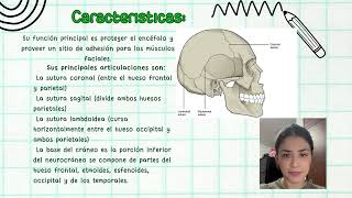 Estructuras anatomicas del craneo [upl. by Sutphin]