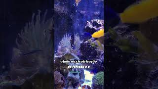 Ração com probioticos da linha Nutridiet da seachem Marine Plus Flakes fishtank clownfish [upl. by Presber731]