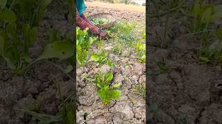 Palak kat rahi hai 🔪🔪🫢🫣😱farming agriculture hindifairystory dreamtoon moralstories subscribe [upl. by Neladgam]