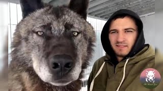 This Man Keeps the Largest Wolves in the World As Pet [upl. by Clellan870]