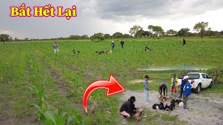 Linh Philip  Đàn Dê Mới 6 Con Càn Quét Trên Cánh Đồng Ngô Trong Nông Trại Việt Phi FARM [upl. by Niaz]