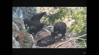 Sterling Youngest Eaglet on the West End Nest Gets a Fish and Protects It 04292024 exploreorg [upl. by Eirena428]