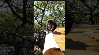 🥰 Meeting the Monkeys 🐒 Urraca Eco Resort 🇵🇦 [upl. by Thorstein485]