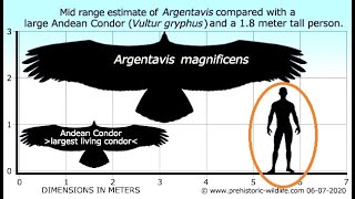 Argentavis the largest flying bird ever [upl. by Minda432]