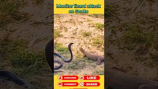 Monitor lizard attack on snake animals wildanimal shortsviral [upl. by Nosylla]