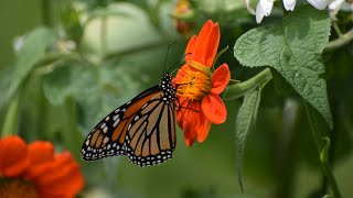 How to grow Tithonia from Seed  Northlawn Flower Farm [upl. by Nnaeus236]