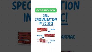 GCSE Biology  Cell Specialisation in 60 Seconds 🌱🧬 [upl. by Ipoillak]