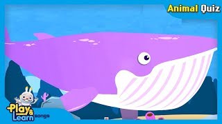 blue whale nursery rhymes  jjoy song  animal quiz song 6 [upl. by Emilee]