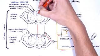 Fasciculus gracilis and Fasciculus cuneatus  Medial Lemniscus pathway [upl. by Yerok]