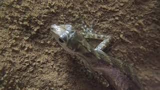 Water anole underwater breathing [upl. by Elrahc]