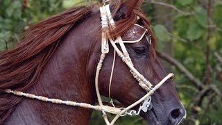 Peruvian Paso Gait [upl. by Nayve545]