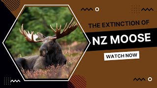 The Extinction of Moose in NZ [upl. by Anen913]