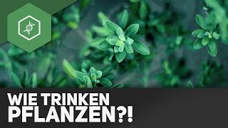 Wie trinken Pflanzen [upl. by Eelyek]