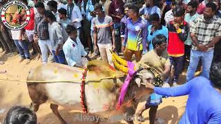 Komaragunta Jallikattu Highlights Part2 jallikattu chittoorjallikattu trendingshorts trending [upl. by Vasilek534]