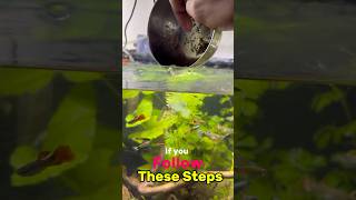 Do this for Guppy Fishes😍 fast breeding shorts [upl. by Lomaj]