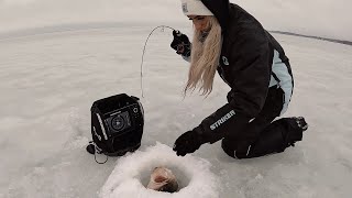 STRUCK MILLE LACS LAKE GOLDEARLY ICE WALLEYE SMASH [upl. by Tayyebeb]