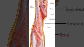 Anatomy Platysma Muscle shorts [upl. by Nicoline]