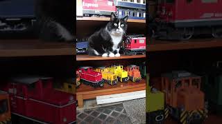 Katze inspiziert das Lokdepot  gartenbahn gardenrailway katze [upl. by Varion]