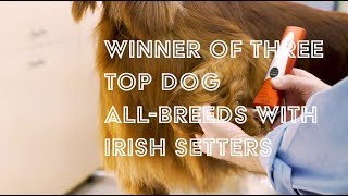 The Irish Setter Trim with Will Alexander Available Now [upl. by Biebel325]