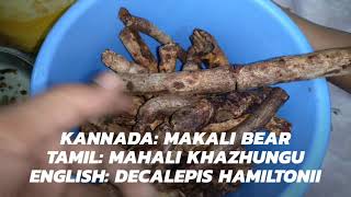 MILLION DOLLAR PICKLE  MAHALI KAZHUNGU  DECALEPIS HAMILTONII  MAKALI BERU [upl. by Cheston]