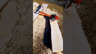 🌳Stihl MS661 with 75cm30quot sword is making big birch slabs🌳stihl birch slabs shorts shortsvideo [upl. by Joselyn406]