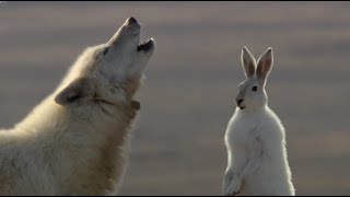 Wolf Pack Hunts A Hare  The Hunt  BBC Earth [upl. by Dunning546]