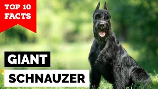 Giant Schnauzer  Top 10 Facts [upl. by Annayat512]