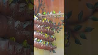 Budgie Feeding Frenzy Exploring Parakeet Eating Habits ParakeetBeauty BudgieLife Budgerigar [upl. by Koetke56]