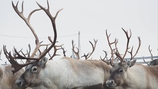 Reindeer Herding at Krampenes October 2016 Vlog Tormod Amundsen © Biotope [upl. by Fellner]