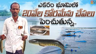 Koramenu Fish Farming  Murrel Fish Farming  కొర్రమేను చేపల పెంపకం  Shiva Agri Clinic [upl. by Kluge835]