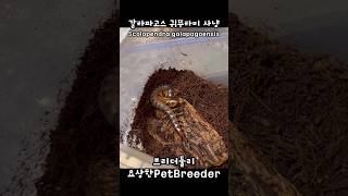 갈라파고스의 박력 넘치는 귀뚜라미 사냥  Scolopendra galapagoensis  Galapagos giant centipede  Cricket hunting [upl. by Zehc]